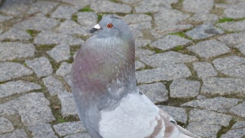dove bird standing