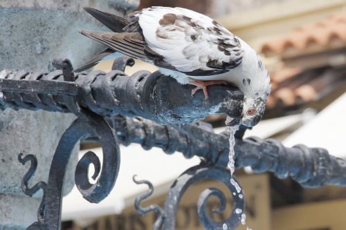 dove drink water