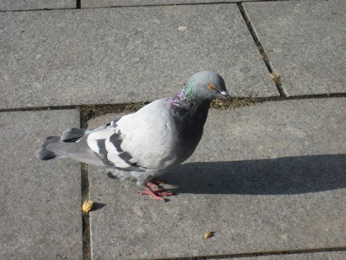 dove bird standing