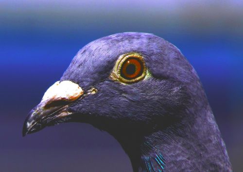dove homing pigeon purple