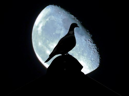 dove moon night