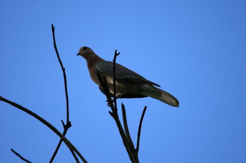 Dove Against The Sky