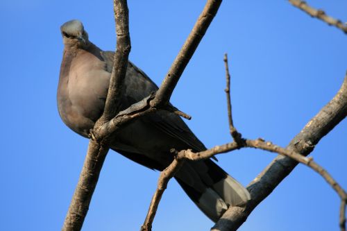 Dove In Tree