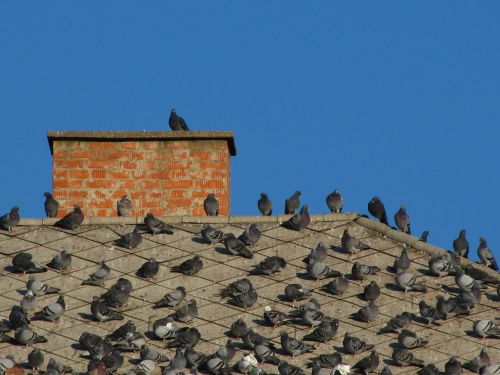 doves birds rooftop