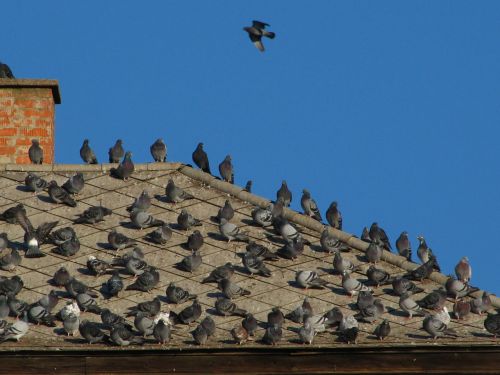 doves birds rooftop