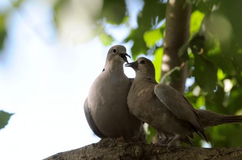 doves trees wildlife