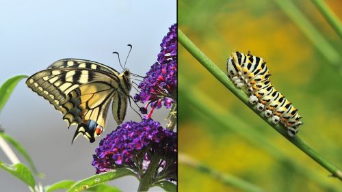 dovetail caterpillar butterfly