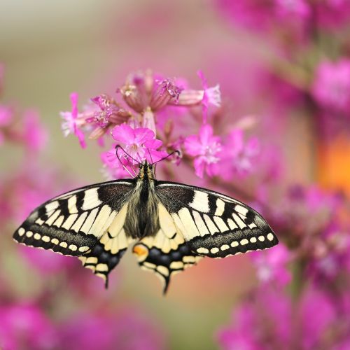 dovetail butterfly garden