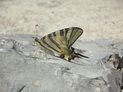 dovetail butterfly insect