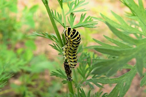 dovetail nature caterpillar