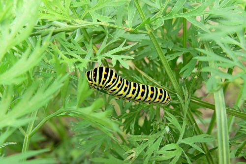 dovetail nature caterpillar