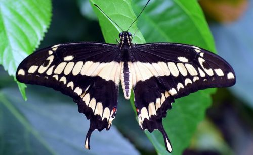 dovetail papilio machaon butterfly