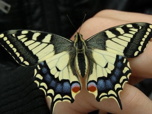 dovetail papilio machaon swallowtail butterflies