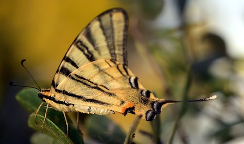 dovetail  papilio machaon  butterfly
