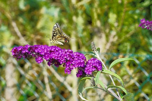 dovetail  flower  nature