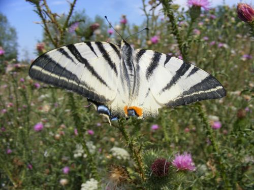 dovetail butterfly insecta