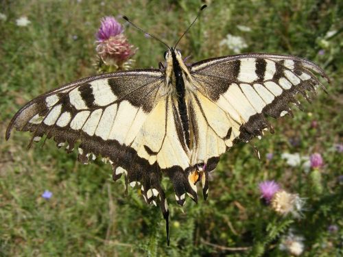 dovetail butterfly insecta