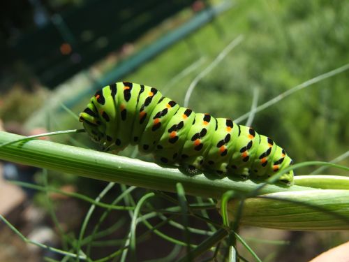 dovetail caterpillar close
