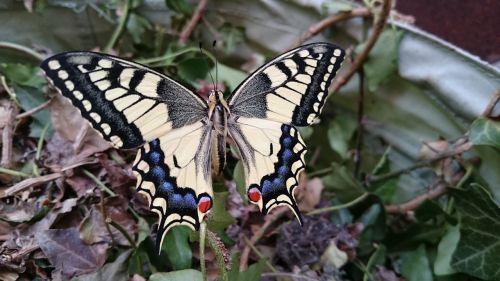 dovetail butterfly garden