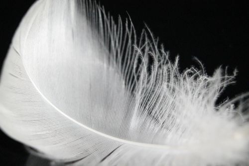 down feather feather soft