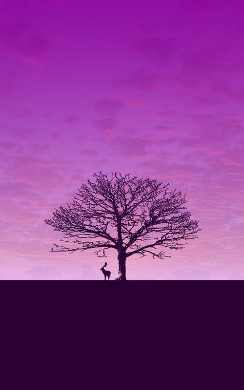 download wallpaper purple