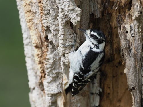 downy woodpecker dryobates pubescens bird