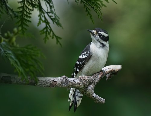 downy woodpecker  birds  woods