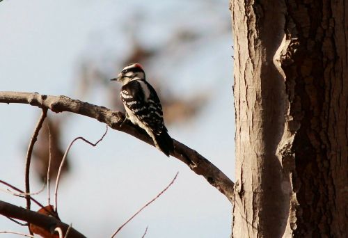 downy woodpecker bird male