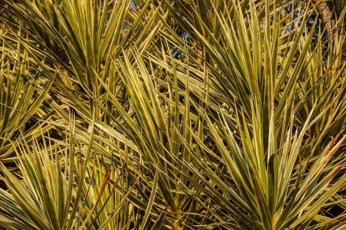 dracaena foliage green