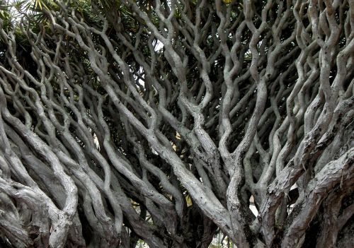 dracaena draco tree ramos