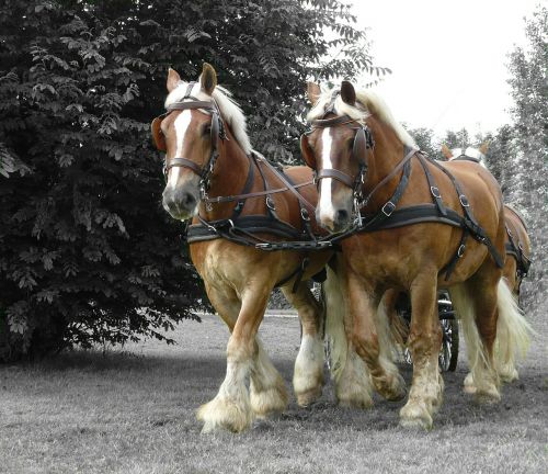 draft horse horse sports