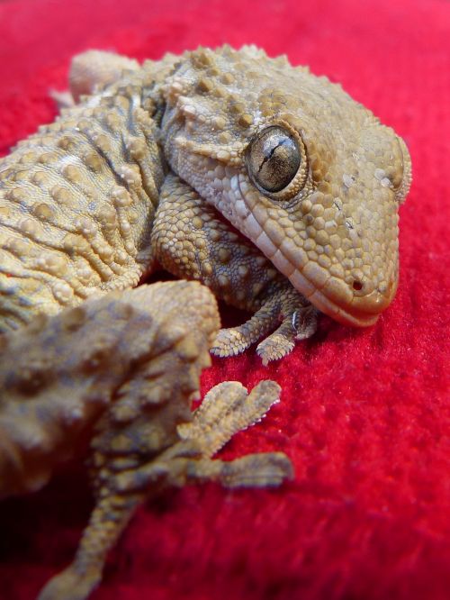 dragon gecko lizard