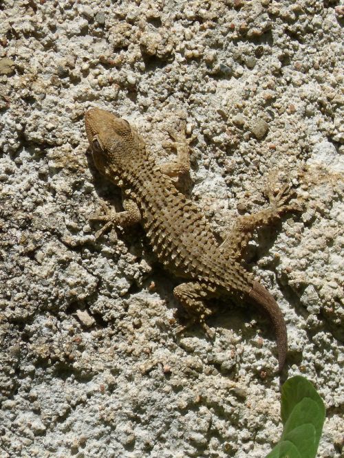 dragon gecko lizard