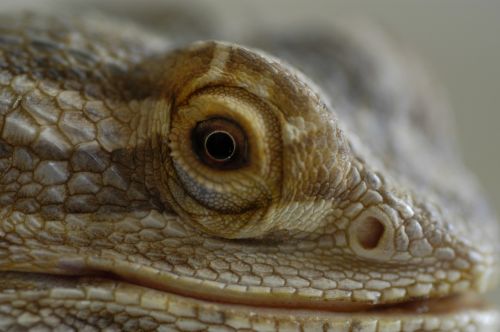 dragon lizard reptiles