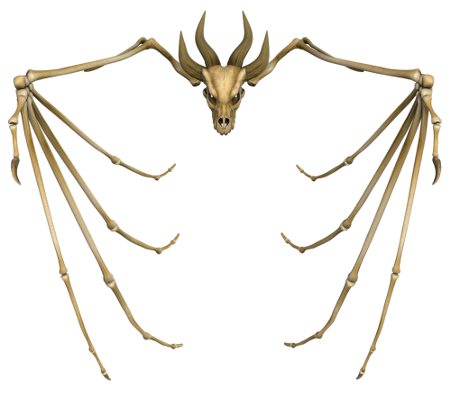 dragon bone skull