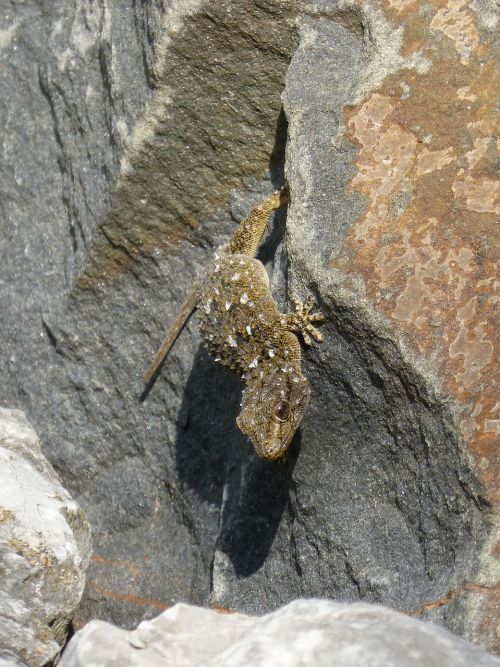 dragon gecko rock