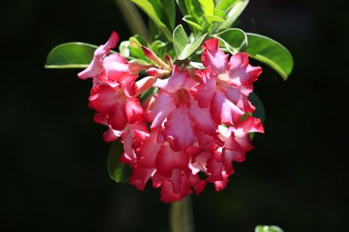 dragon desert flowers