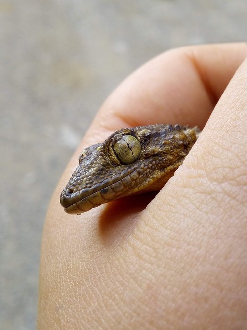 dragon  gecko  hand