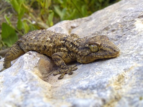 dragon  lizard  gecko