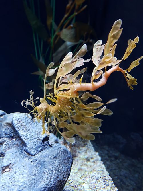 dragon fish aquarium underwater