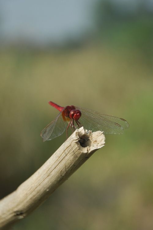dragon fly nature incects