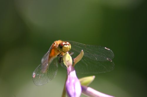 dragon fly hosta summer