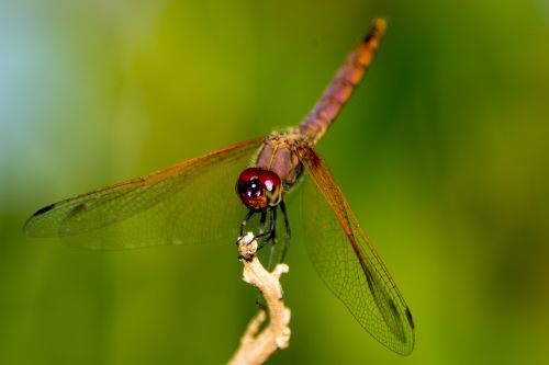 dragon fly uganda nature