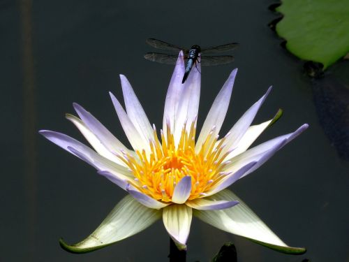 dragon fly lily flower