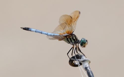 dragon fly insect macro