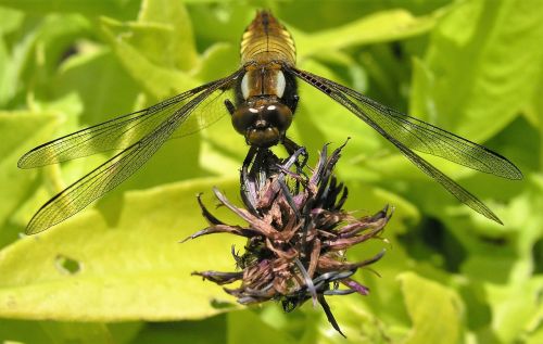 dragon fly insect nature