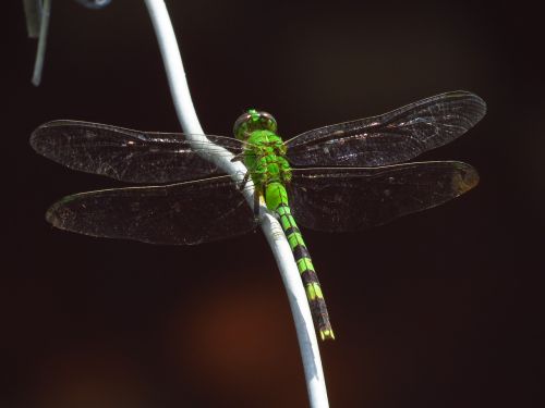 dragon fly dragonfly insects