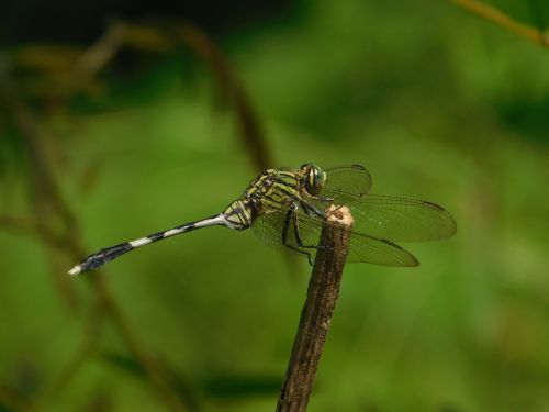 dragon fly stream nature
