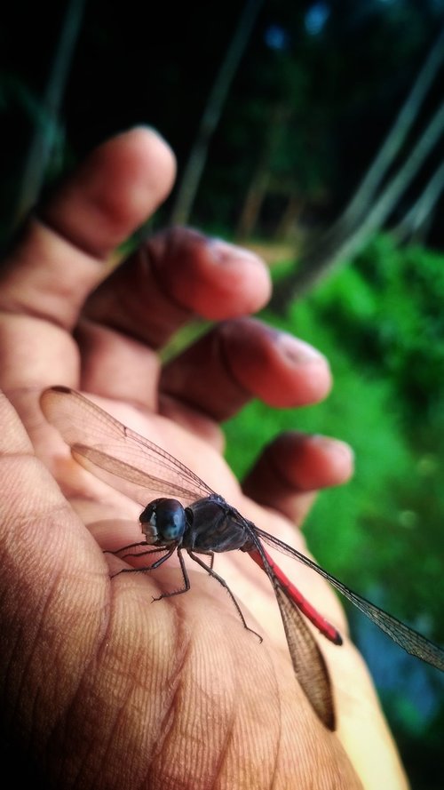 dragon fly  butterfly  little