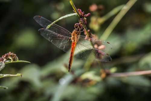 dragon fly  wings  nature